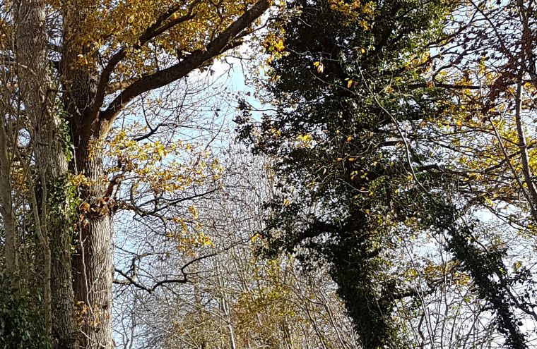 Forêt d'automne