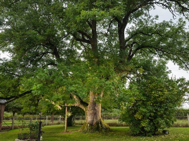 L'arbre de l'année