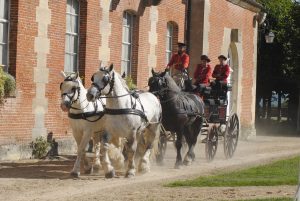 Attelage-4-Percherons du Haras du Pin-bd