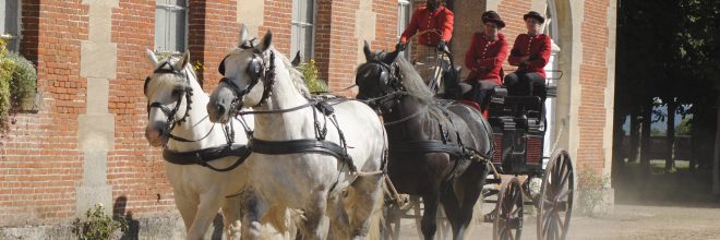 Attelage-4-Percherons du Haras du Pin-bd