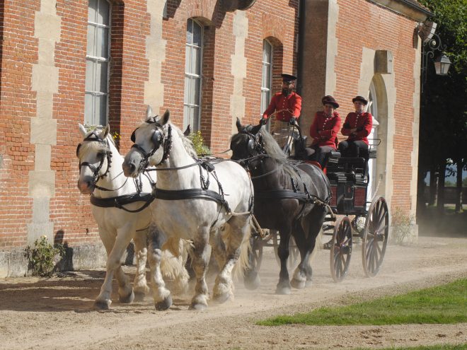 Attelage-4-Percherons du Haras du Pin-bd