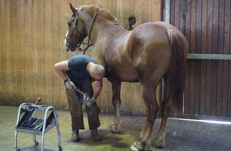 Visite de la maréchalerie - Haras du Pin